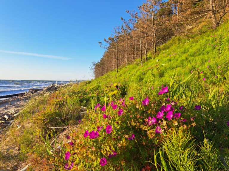 inbound2979358839173256535 768x576