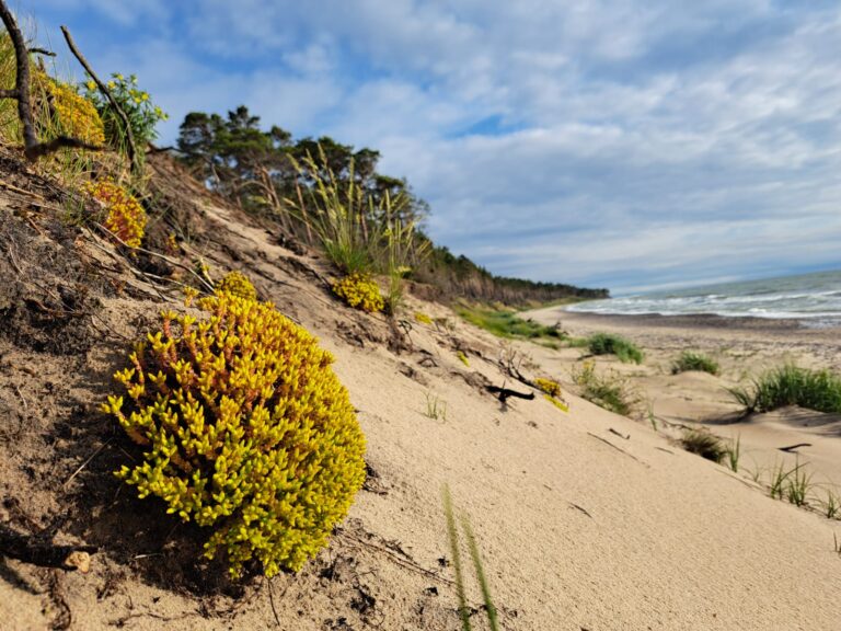 inbound3949156471202649791 768x576